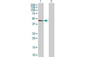 Western Blot analysis of NUDT12 expression in transfected 293T cell line by NUDT12 MaxPab polyclonal antibody.