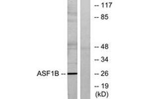Western Blotting (WB) image for anti-ASF1 Anti-Silencing Function 1 Homolog B (ASF1B) (AA 101-150) antibody (ABIN2889775) (ASF1B anticorps  (AA 101-150))