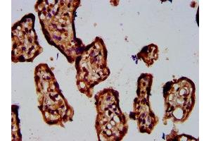 IHC image of ABIN7142890 diluted at 1:400 and staining in paraffin-embedded human placenta tissue performed on a Leica BondTM system.