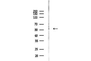 anti-AE Binding Protein 2 (AEBP2) (Internal Region) antibody