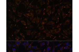 Immunofluorescence analysis of L929 cells using PLLP Polyclonal Antibody at dilution of 1:100.