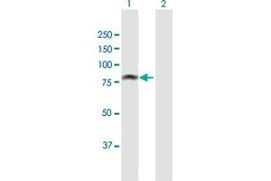 Western Blot analysis of MALT1 expression in transfected 293T cell line by MALT1 MaxPab polyclonal antibody. (MALT1 anticorps  (AA 1-813))