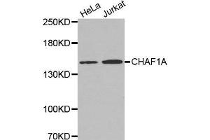 Western blot analysis of extracts of various cell lines, using CHAF1A antibody. (CHAF1A anticorps  (AA 1-200))