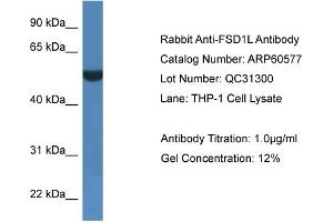 Western Blotting (WB) image for anti-Fibronectin Type III and SPRY Domain Containing 1-Like (FSD1L) (C-Term) antibody (ABIN2788499)