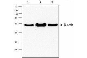 Western Blotting (WB) image for anti-Actin, beta (ACTB) antibody (ABIN2666097) (beta Actin anticorps)