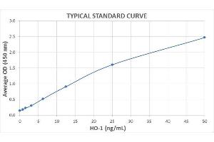 Typical Standard Curve for the HO-1 ELISA Kit (Enzyme-Linked Immunosorbent Assay). (HMOX1 Kit ELISA)