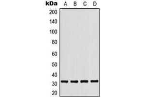 Western blot analysis of CD279 expression in THP1 (A), HepG2 (B), mouse liver (C), H9C2 (D) whole cell lysates.