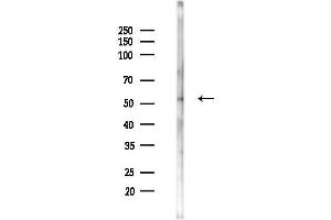 anti-RAB11 Family Interacting Protein 2 (Class I) (RAB11FIP2) (Internal Region) antibody