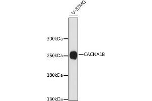 Western blot analysis of extracts of U-87MG cells, using CB antibody (ABIN7266014) at 1:1000 dilution. (CACNA1B anticorps  (C-Term))