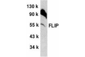 Western blot analysis of FLIP in NIH/3T3 whole cell lysate with AP30340PU-N FLIP antibody at 1/500 dilution. (FLIP anticorps  (C-Term))