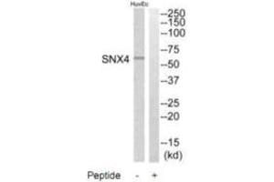 Western blot analysis of extracts from HuvEc cells, using SNX4 antibody. (Sorting Nexin 4 anticorps)