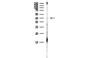 Western blot analysis of lysates from Mouse brain, using PAX2 Antibody at 1/1000 dilution.