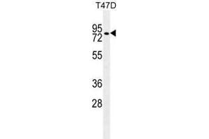 ZNF69 Antibody (C-term) western blot analysis in T47D cell line lysates (35 µg/lane). (ZFP69 anticorps  (C-Term))
