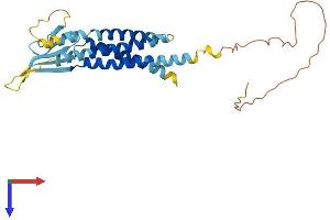 AlphaFold protein structure predicition of Mouse Recombinant Cacng7 Protein, UniprotID P62956