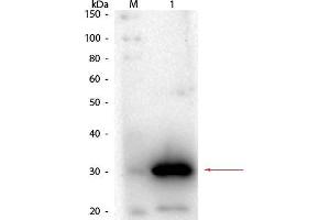 Western Blot of Goat anti-Carbonic Anhydrase I Antibody. (CA1 anticorps)