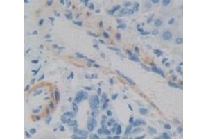 IHC-P analysis of Rat Tissue, with DAB staining. (IFNA5 anticorps  (AA 24-189))