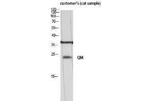 Western Blotting (WB) image for anti-QM (N-Term) antibody (ABIN3180840) (QM (N-Term) anticorps)