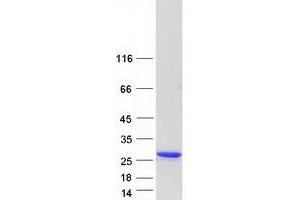 Validation with Western Blot