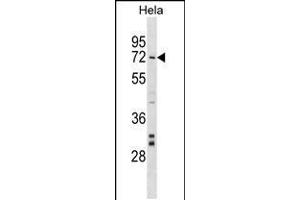 Western blot analysis in Hela cell line lysates (35ug/lane). (NARF anticorps  (AA 134-160))