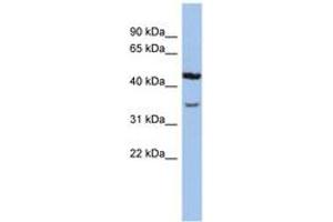 Image no. 1 for anti-Potassium Channel, Subfamily K, Member 4 (KCNK4) (N-Term) antibody (ABIN6742571) (KCNK4 anticorps  (N-Term))