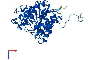 AlphaFold protein structure predicition of Human Recombinant ARG1 Protein, UniprotID P05089