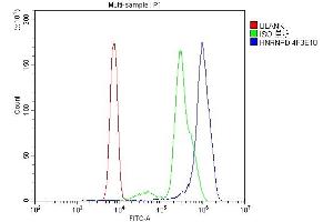 Flow Cytometry analysis of U937 cells using anti- hnRNP D/AUF1/HNRNPD antibody (ABIN7602592). (HNRNPD/AUF1 anticorps  (AA 88-246))