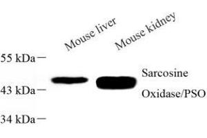 Western blot analysis of PIPOX (ABIN7075084) at dilution of 1: 1000