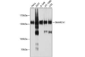 SMARCA1 anticorps  (AA 1-200)