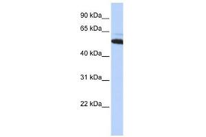 ATE1 antibody used at 1 ug/ml to detect target protein. (ATE1 anticorps  (Middle Region))
