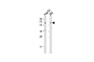 All lanes : Anti-BTRC Antibody (N-term) at 1:1000 dilution Lane 1: HepG2 whole cell lysate Lane 2: 293 whole cell lysate Lysates/proteins at 20 μg per lane.