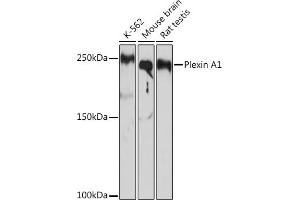Western blot analysis of extracts of various cell lines, using Plexin  Rabbit mAb (ABIN7269421) at 1:1000 dilution. (Plexin A1 anticorps)