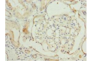 Immunohistochemistry of paraffin-embedded human kidney tissue using ABIN7171416 at dilution of 1:100 (CCT2 anticorps  (AA 206-535))