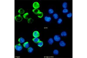 Immunofluorescence staining of fixed Jurkat cells with anti-4-1BB antibody 4B4-1-1. (Recombinant CD137 anticorps)