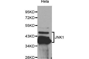 Western Blotting (WB) image for anti-Mitogen-Activated Protein Kinase 8 (MAPK8) (AA 245-345) antibody (ABIN3020887) (JNK anticorps  (AA 245-345))