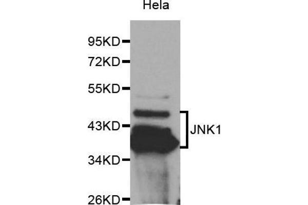JNK anticorps  (AA 245-345)