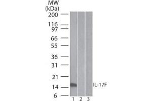 Image no. 2 for anti-Interleukin 17F (IL17F) antibody (ABIN959919)