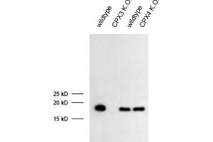 dilution: 1 : 1000 (ECL), sample: mouse retina extract