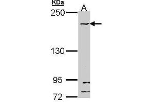 WB Image Sample (30 ug of whole cell lysate) A: Hela 5% SDS PAGE antibody diluted at 1:1000