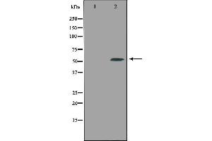 Western blot analysis of extracts from 3T3 cells using CPE antibody. (CPE anticorps  (Internal Region))