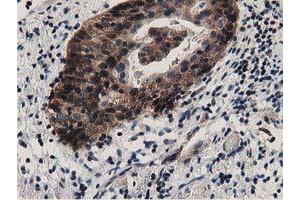 Immunohistochemistry (IHC) image for anti-DnaJ (Hsp40) Homolog, Subfamily A, Member 2 (DNAJA2) antibody (ABIN1497861) (DNAJA2 anticorps)