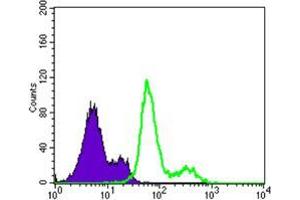 Flow cytometric analysis of Lovo cells using PDK1 mouse mAb (green) and negative control (purple).
