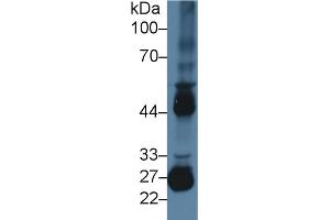 Western blot analysis of Mouse Testis lysate, using Mouse MMP10 Antibody (2 µg/ml) and HRP-conjugated Goat Anti-Rabbit antibody (