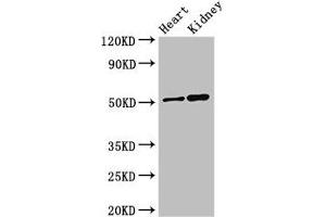 Western Blot Positive WB detected in: Mouse heart tissue, Mouse kidney tissue All lanes: SIGLEC7 antibody at 3 μg/mL Secondary Goat polyclonal to rabbit IgG at 1/50000 dilution Predicted band size: 52, 42, 17 kDa Observed band size: 52 kDa (SIGLEC7 anticorps  (AA 377-467))