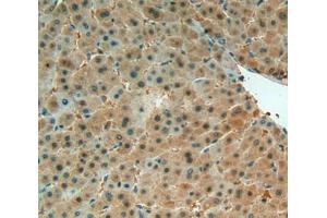 IHC-P analysis of Liver Tissue, with DAB staining. (MIF anticorps  (AA 3-111))