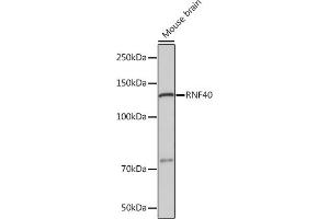 Western blot analysis of extracts of Mouse brain, using RNF40 Rabbit mAb (ABIN7270074) at 1:1000 dilution.