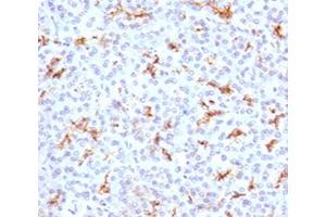IHC testing of FFPE human pancreas with CFTR antibody (clone CFTR1-1).