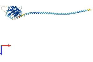 AlphaFold protein structure predicition of Mouse Recombinant Dapk3 Protein, UniprotID O54784