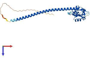 AlphaFold protein structure predicition of Mouse Recombinant Clec1a Protein, UniprotID Q8BWY2