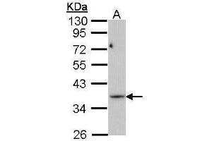 WB Image Sample (30 ug of whole cell lysate) A: Molt-4 , 10% SDS PAGE antibody diluted at 1:1000 (PRPS1L1 anticorps)