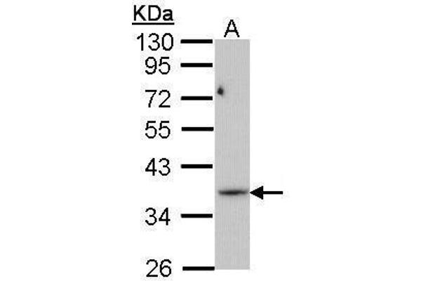 PRPS1L1 antibody
